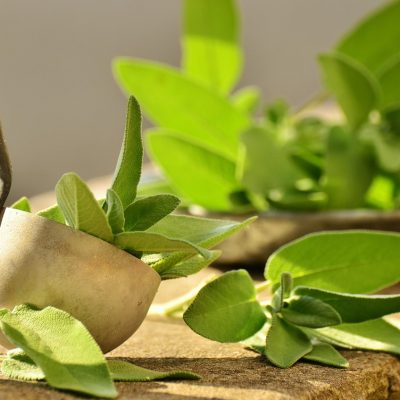 Foglie di salvia